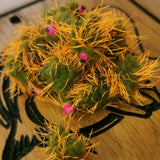 6 OLIVE AND ORANGE EGGSTACY BLOBS FISHING TROUT FLIES  SIZE 10 BARB LESS HOTHEAD